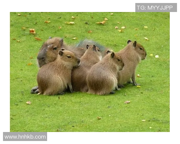 动物绰号与足球明星的奇妙结合揭示球场背后的趣味故事